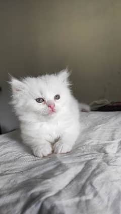 Cute white Kitten