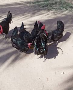 Australorp hens for sale