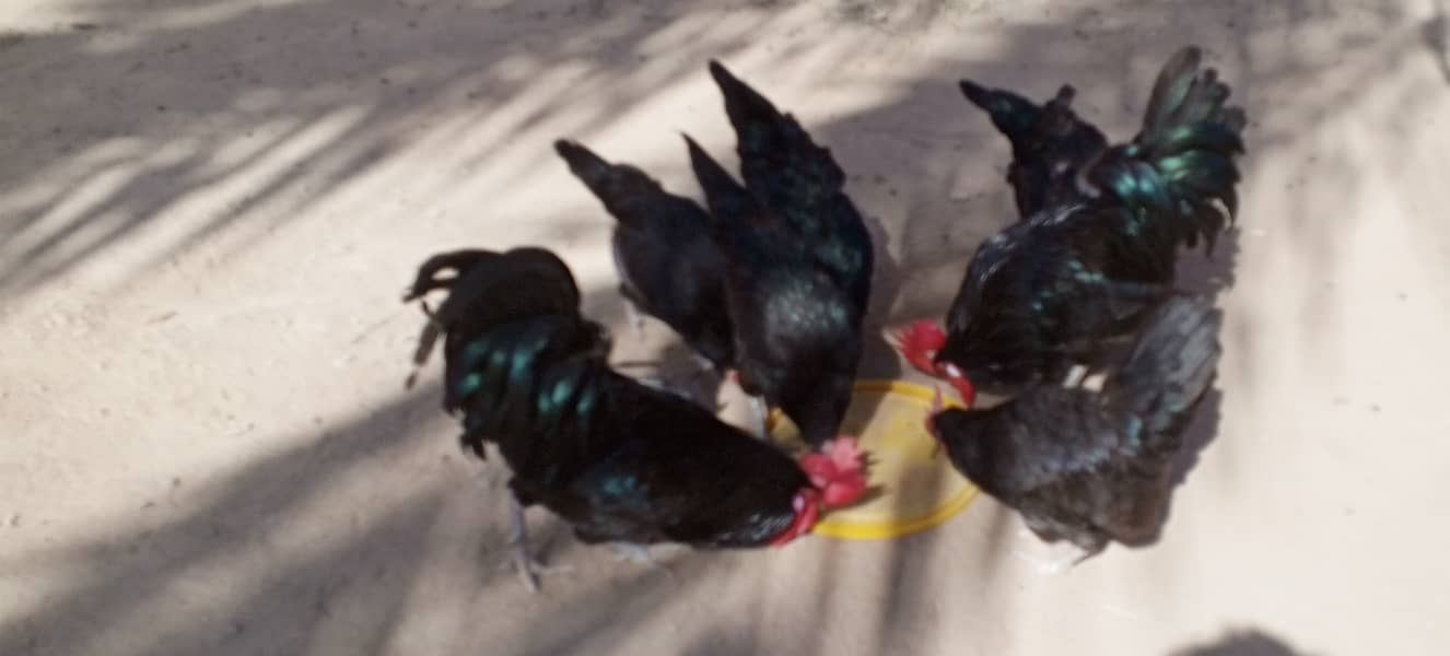 Australorp hens for sale 1