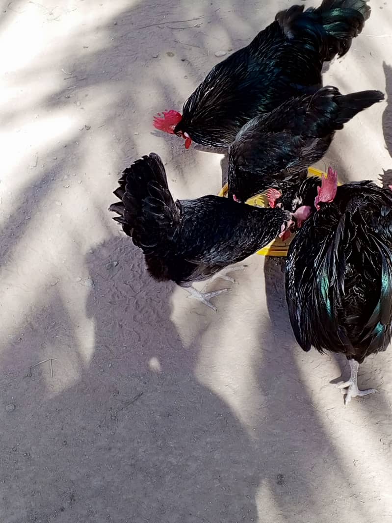 Australorp hens for sale 2