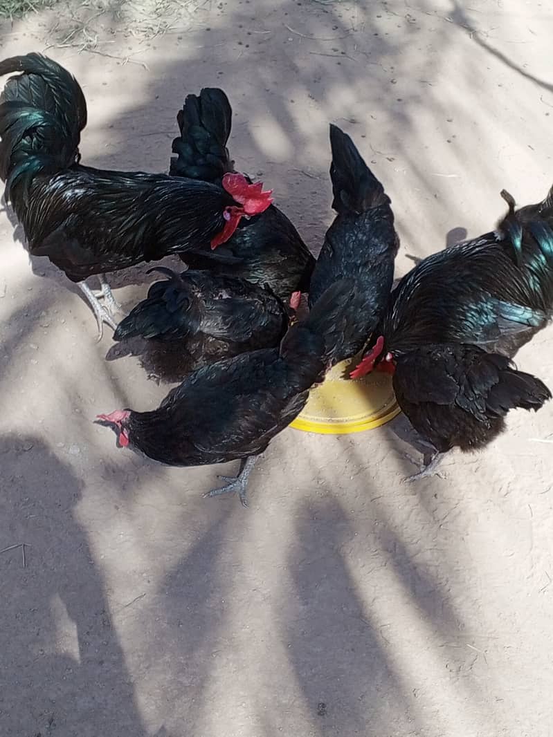 Australorp hens for sale 4