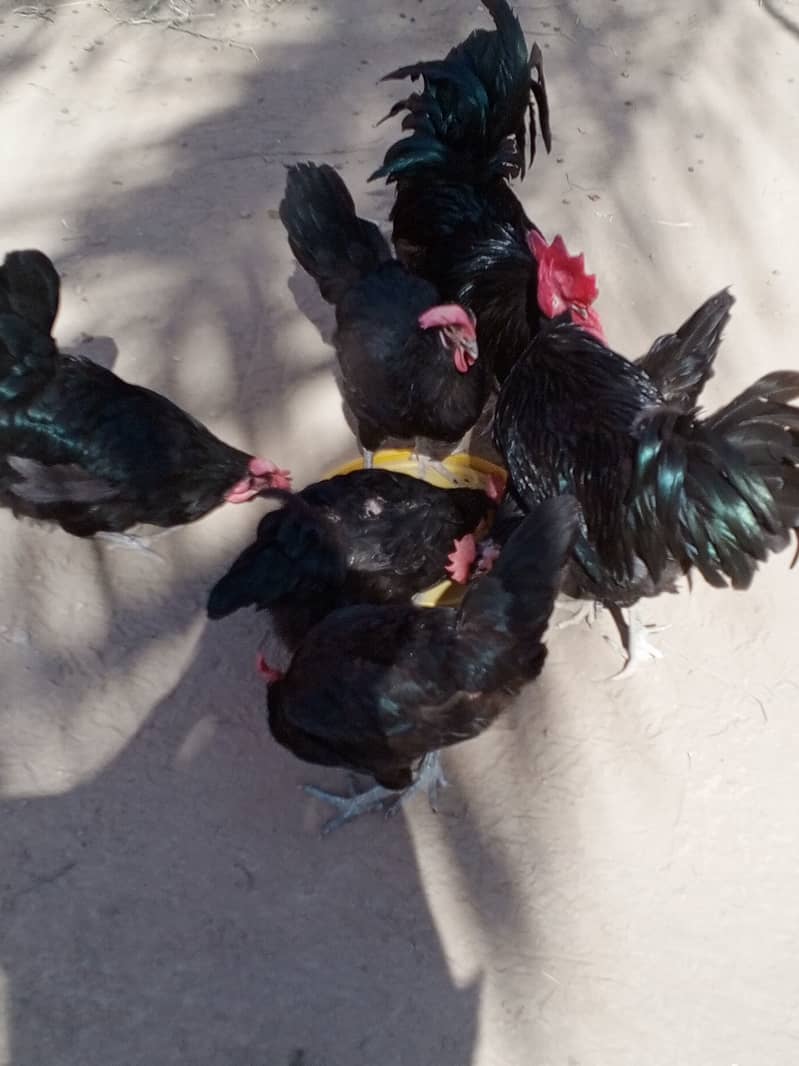 Australorp hens for sale 5