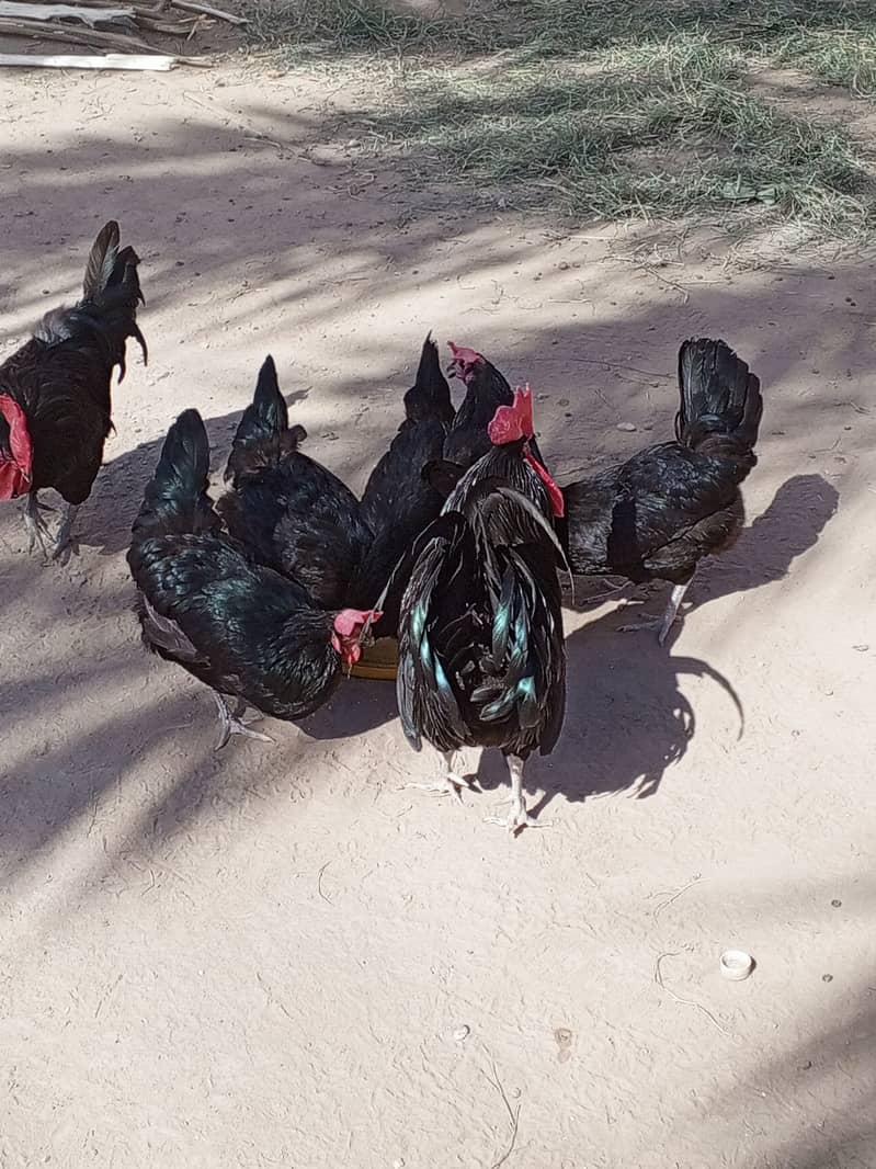Australorp hens for sale 7