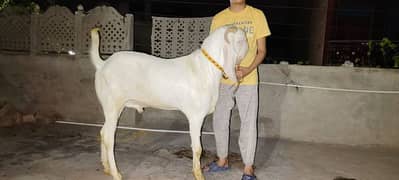 male goats for qurbani 0