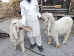 Beautiful Kajla Pair for sale /Kajla Chatra / Bakra  / Mundra/sheep