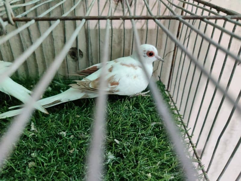 Red pied, diamond pied, blue pied, opal pied and silver pied 1