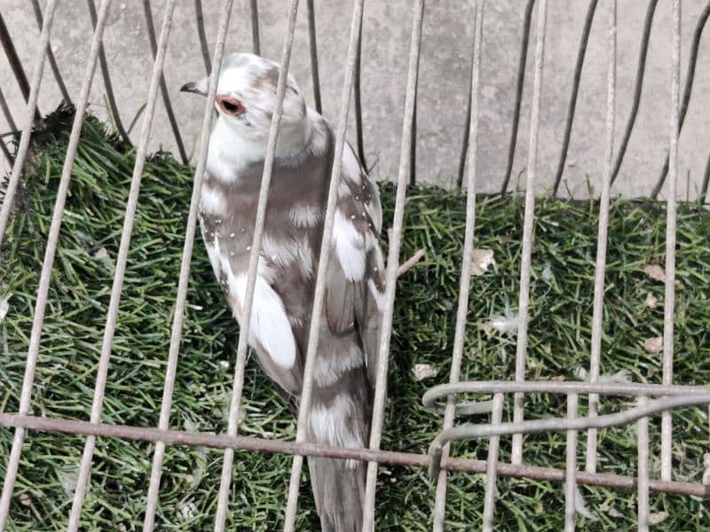 Red pied, diamond pied, blue pied, opal pied and silver pied 2