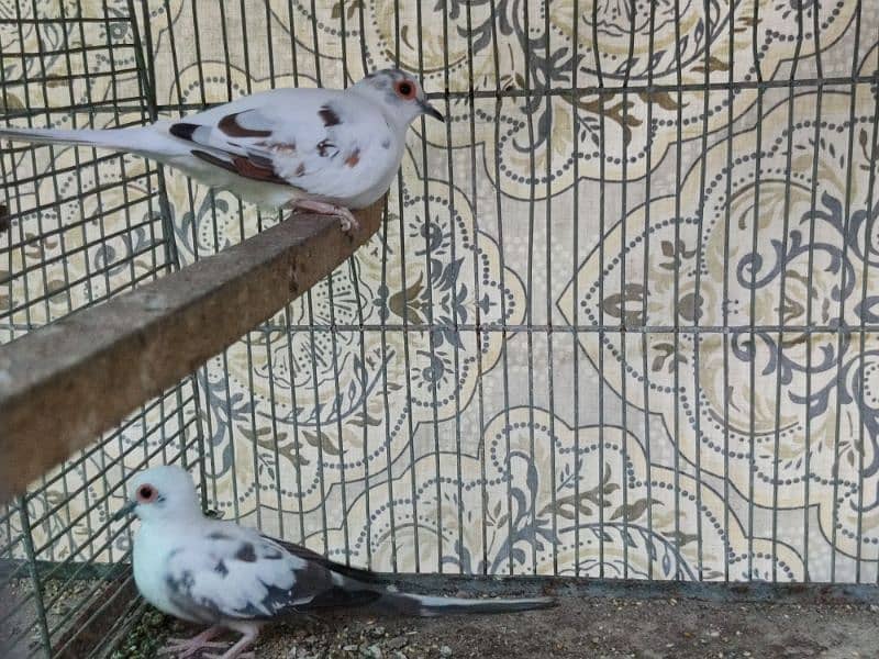 Red pied, diamond pied, blue pied, opal pied and silver pied 4