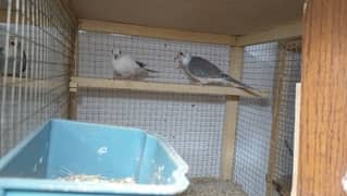 9 Diamond pied dove breeder pairs. already breeding