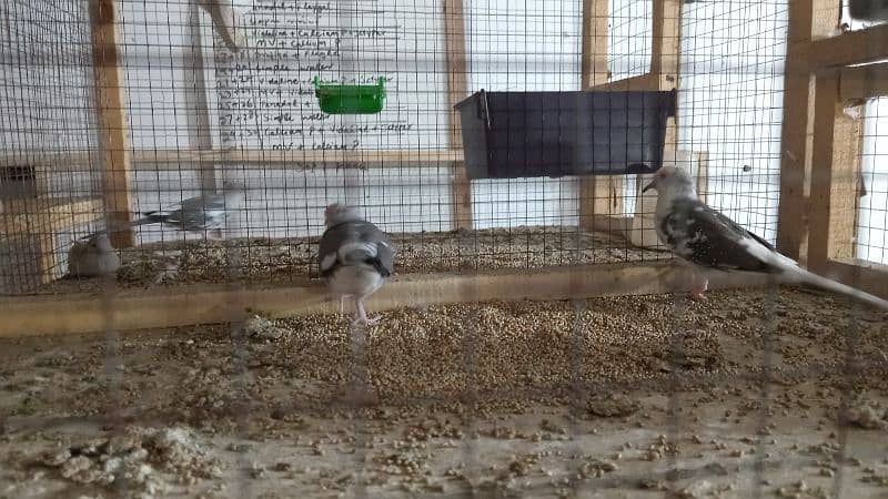 9 Diamond pied dove breeder pairs. already breeding 6