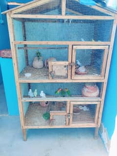 Parrots and cage available for sale