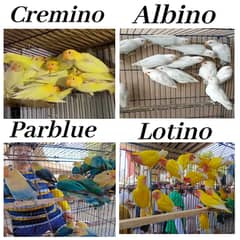 lovebirds | Albino | Cremino | Common Latino| parblue |opalines