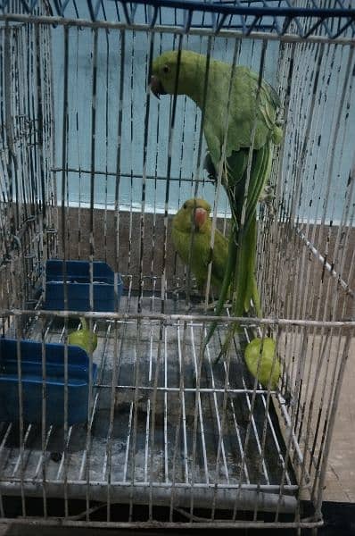 pair of parrots 0