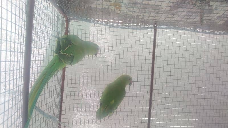 pair of parrots 3