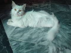 Persian cat with a baby in grey clr