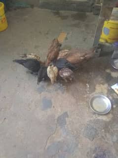 aseel hen with chicks 0