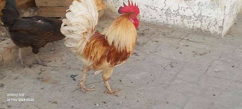 11 Hen and 1 cock for sale 1