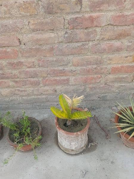 plants with pots 4