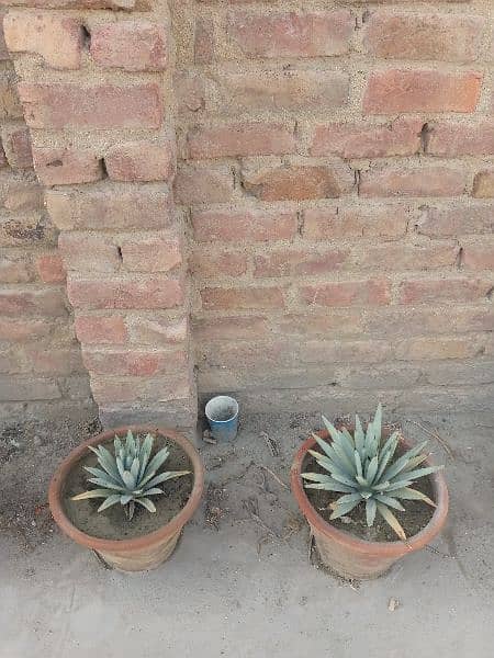 plants with pots 5
