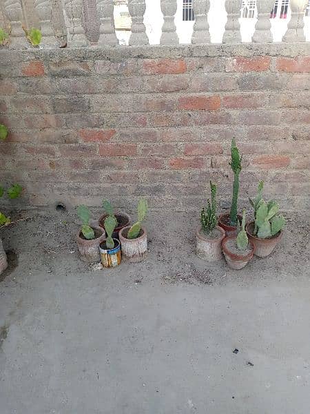 plants with pots 10