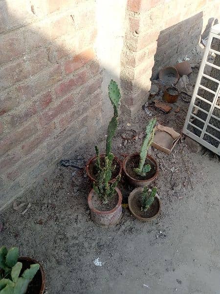 plants with pots 11