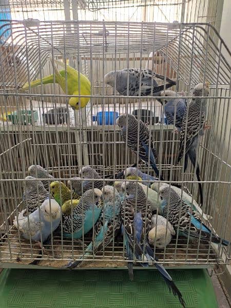 bujri parrot for sale 2