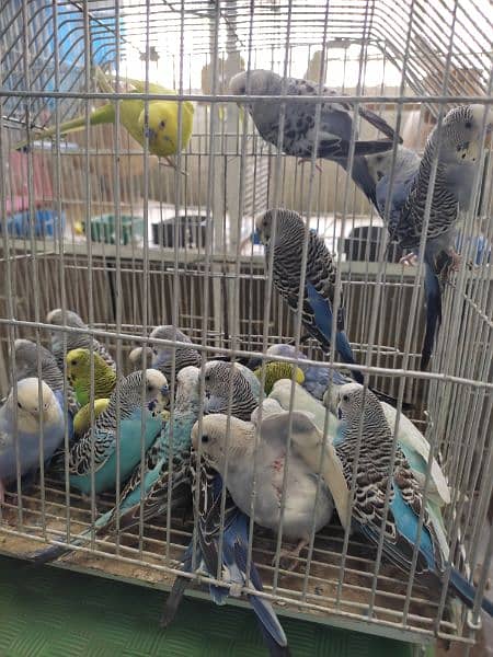 bujri parrot for sale 4