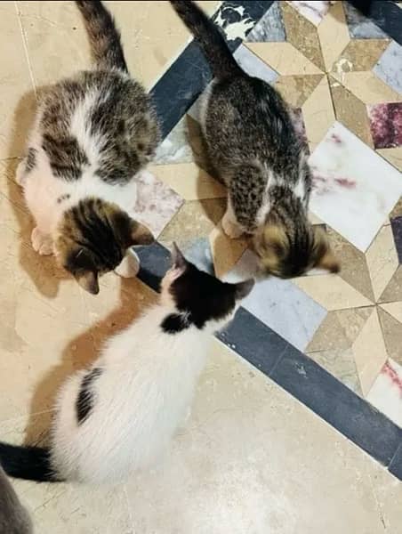 4 Babies Persian 4