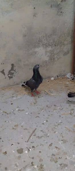 4 females or 1 wehshi nar for sale.       contact nbr . 03206482269 2