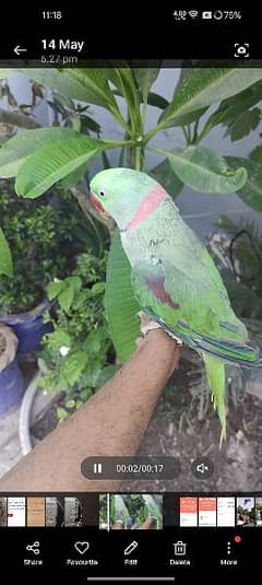 parrot ( bolta ni ha ) age 2.5 year 0