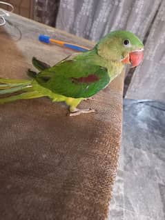 Raw parrot 3 month age