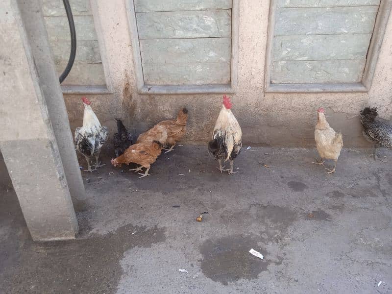Hens for sale 4