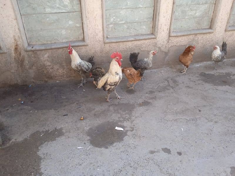 Hens for sale 5
