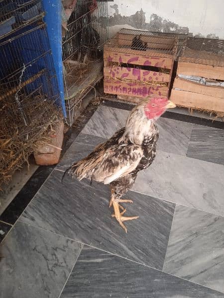 Hens for sale 6