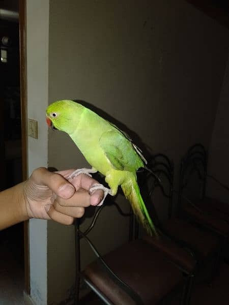 Green Ringneck for Sale 3