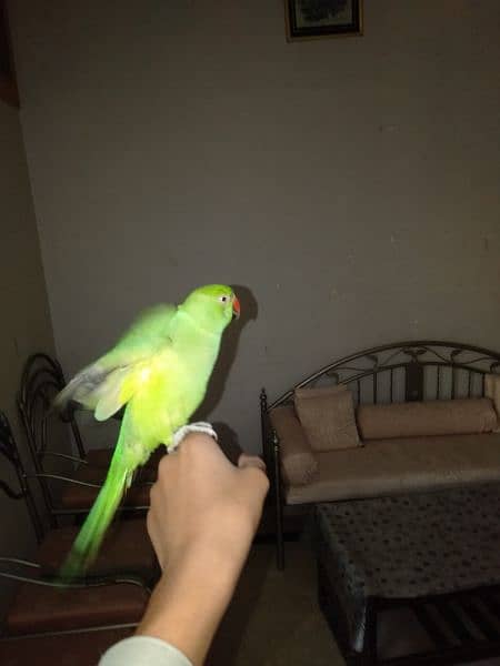 Green Ringneck for Sale 4