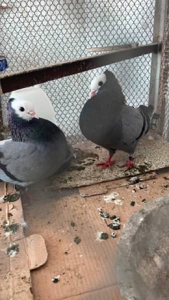 fancy pigeon pair frillback , mukhi , fantail, red tail , jecobin 1