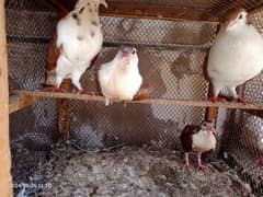 sherazi pigeon full family breaded male female 2 babies 0