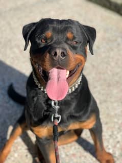 Rottweiler available for cross
