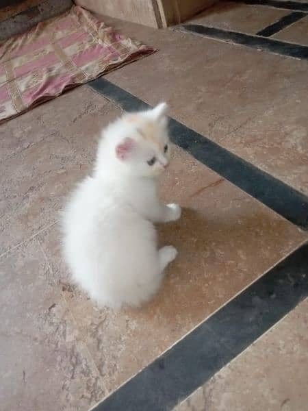 persian cats for sale 2