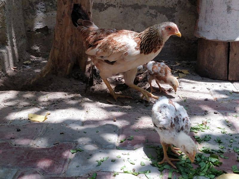 Pure Aseel hen with chicks 3