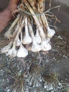 G1 garlic 100% dry at mandi price available