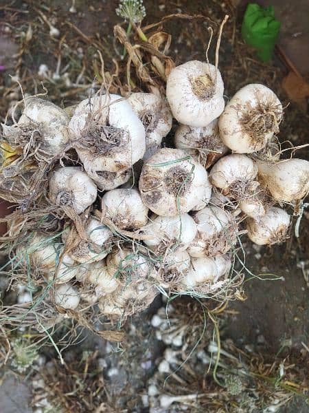G1 garlic 100% dry at mandi price available 1