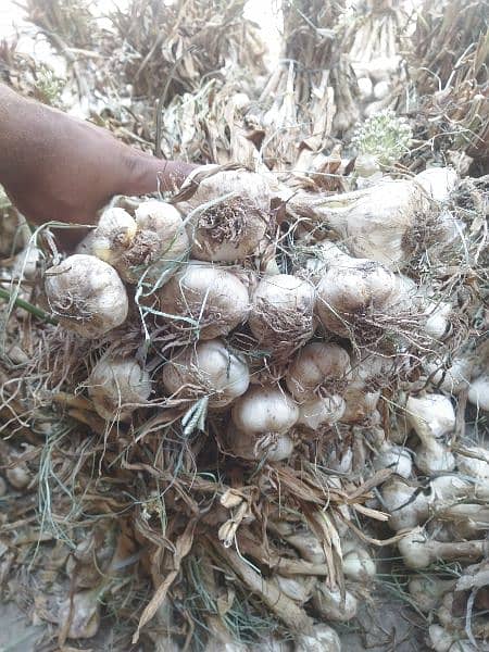 G1 garlic 100% dry at mandi price available 2