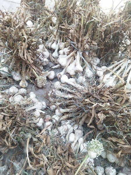 G1 garlic 100% dry at mandi price available 3