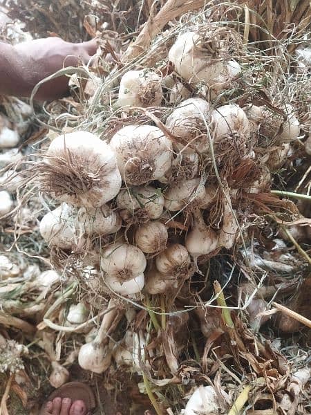 G1 garlic 100% dry at mandi price available 4