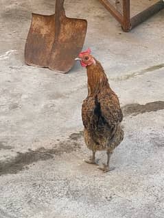 Desi hen murghi