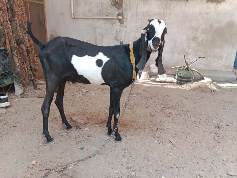 2 dant Beetal Bakra for sell demand 45k 0