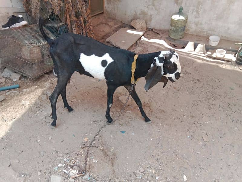 2 dant Beetal Bakra for sell demand 45k 1