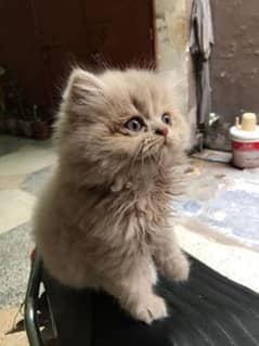 pairs of Persian cats baby